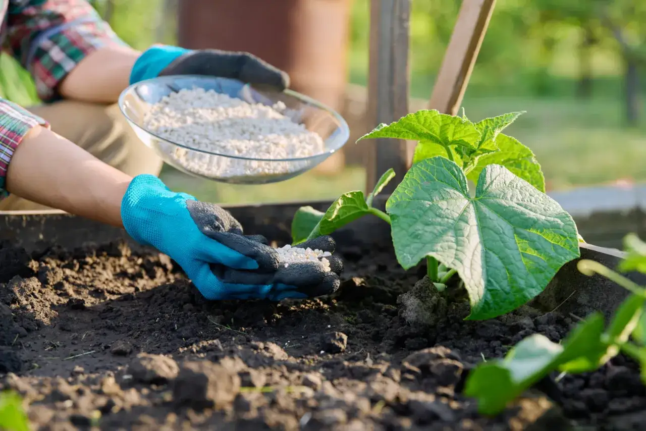 Ręce w niebieskich rękawiczkach rozsypują naw&oacute;z wok&oacute;ł młodej rośliny og&oacute;rka. To odpowiedź na pytanie, czym zasilić og&oacute;rki w tunelu.