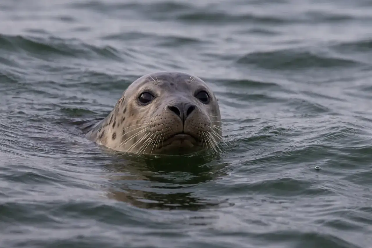 Foka szara wynurza łebek z fal Bałtyku, ciekawie obserwując otoczenie.