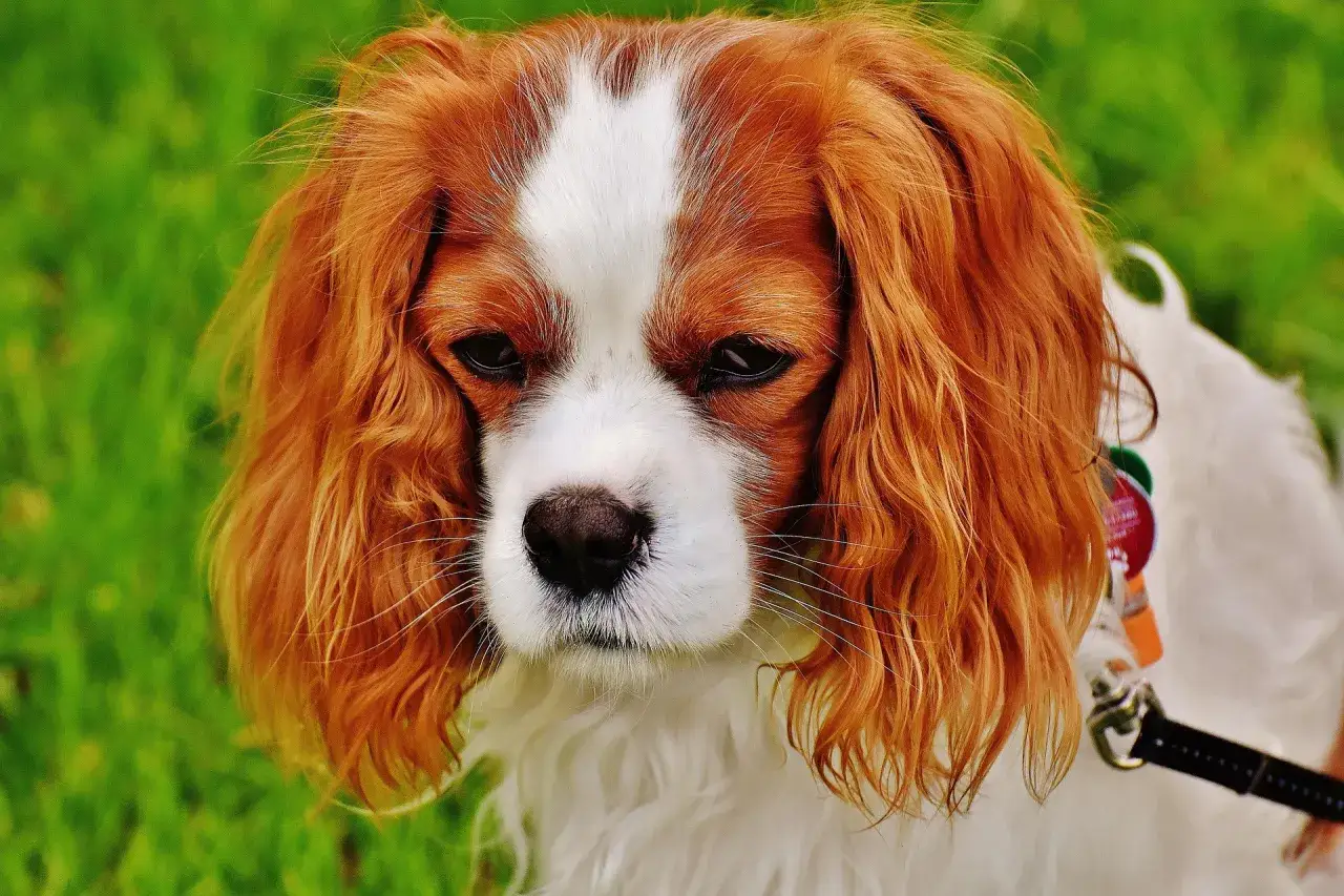 R&oacute;żne rasy ps&oacute;w, w tym Labrador, Golden Retriever, Cavalier King Charles Spaniel