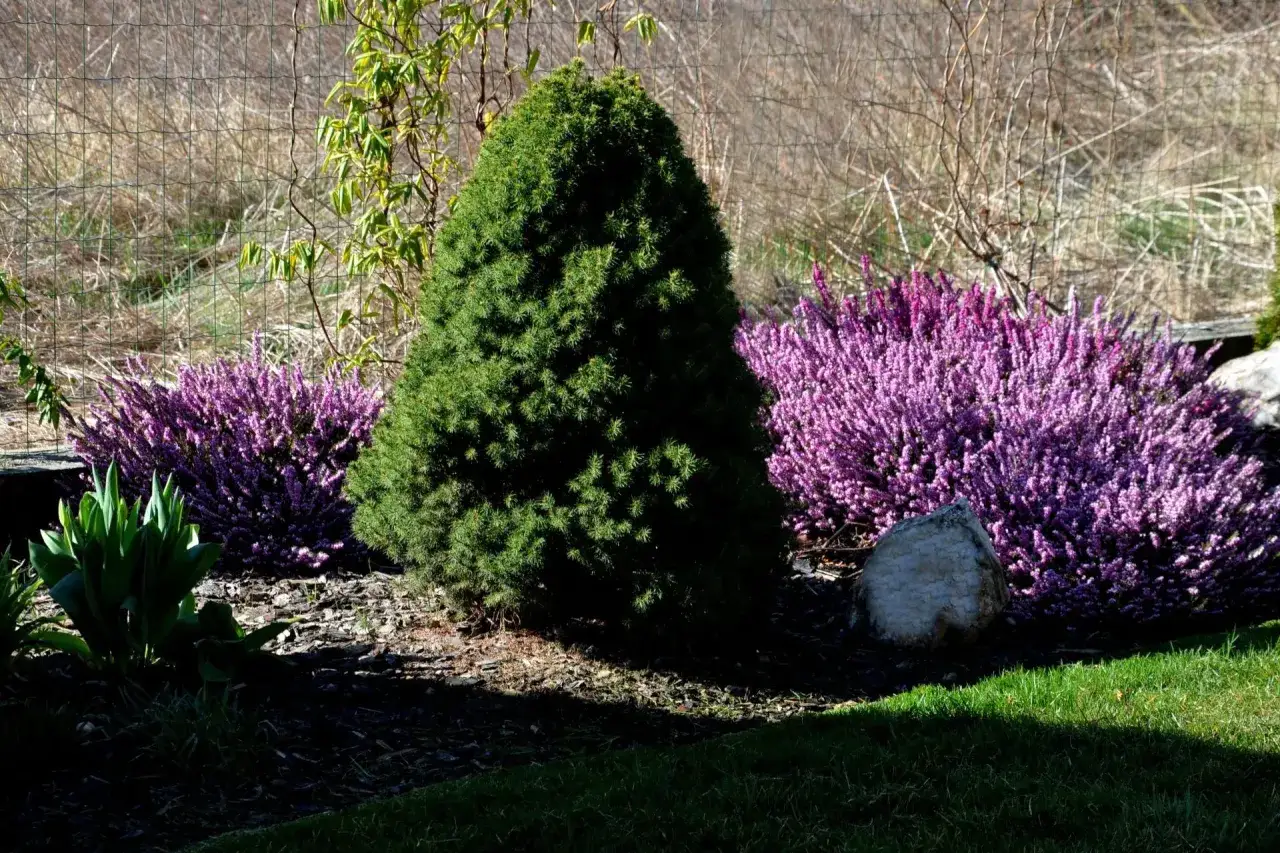 Wrzosiec w pełnym rozkwicie, otoczony zieloną choinką i kamieniem. Wiosna, kiedy kwitnie wrzosiec, przynosi kolory do ogrodu.