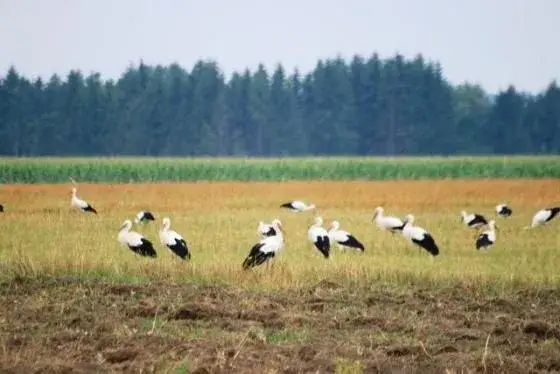 sejmik bociani na łące