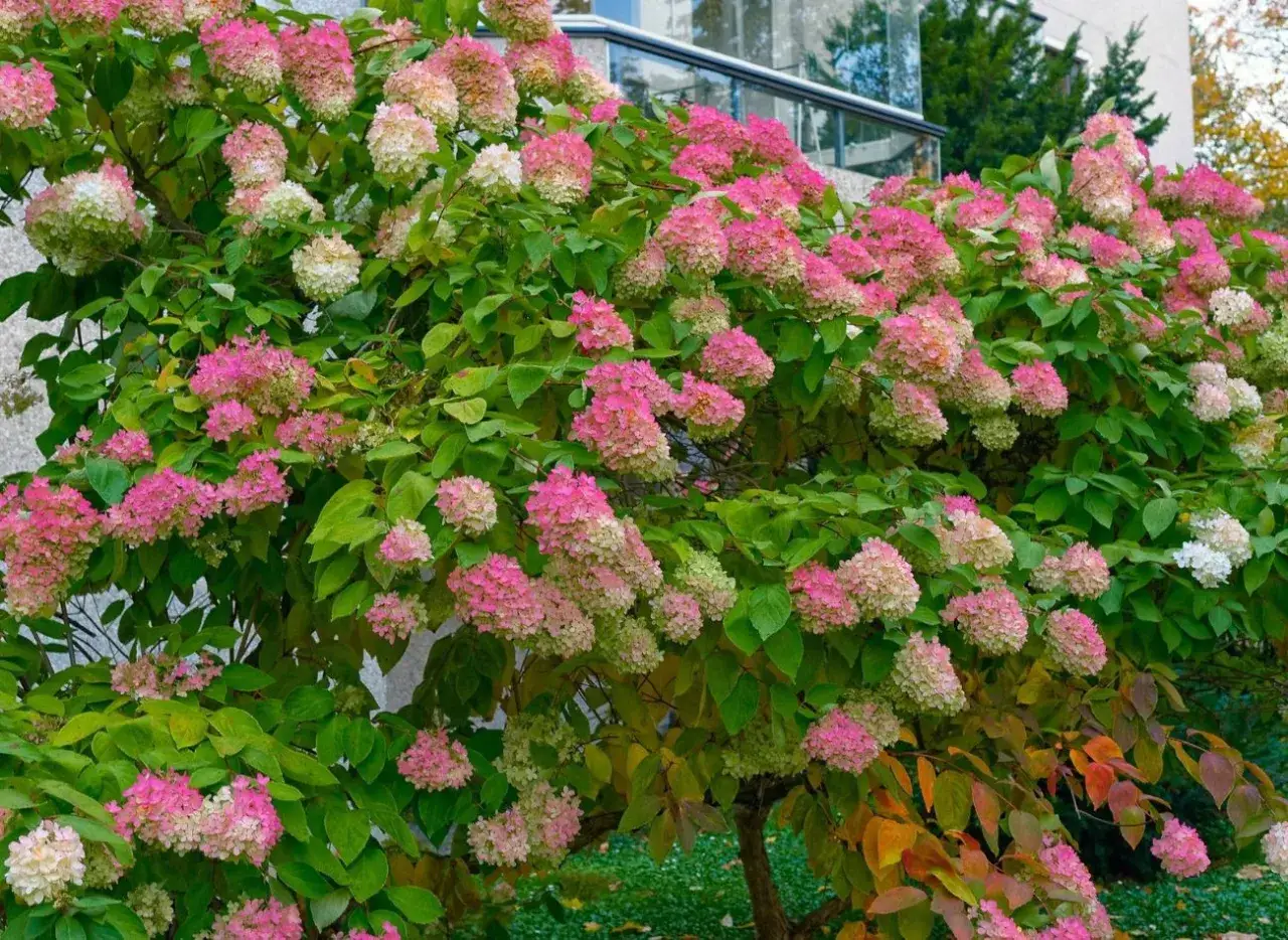 hortensja bukietowa na pniu cięcie formowanie korony