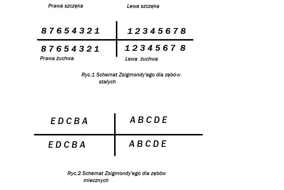 numeracja zęb&oacute;w FDI siekacze