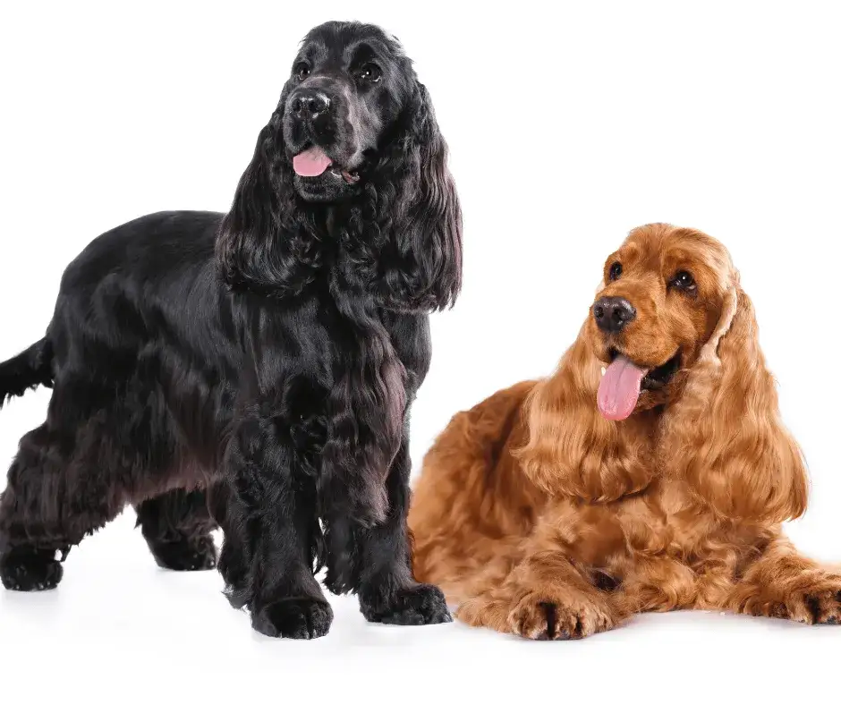 Zdjęcie Cocker spaniel: włosy czy sierść? Odkryj różnice i pielęgnację