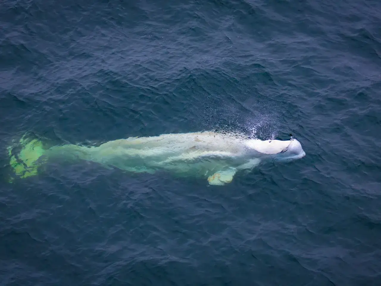 Biała wielorybica wynurza się z ciemnych wód, gdzie jest morze białe.