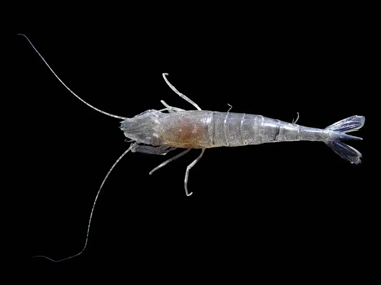 krewetka bałtycka palaemon adspersus, garnela crangon crangon, krewetka orientalna palaemon macrodactylus porównanie