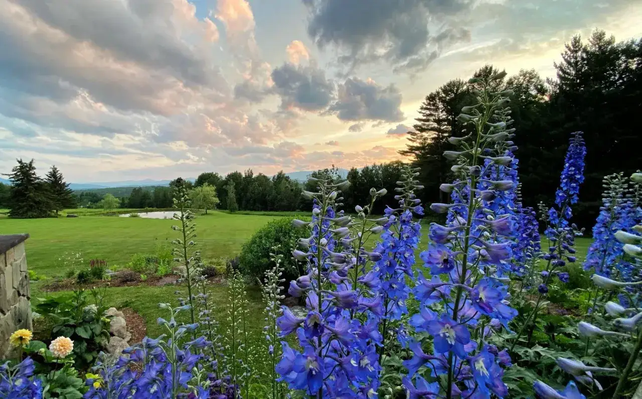 Niebieskie ostróżki, piękne i ciekawe kwiaty do ogrodu, kwitną na tle malowniczego krajobrazu z zachodzącym słońcem.