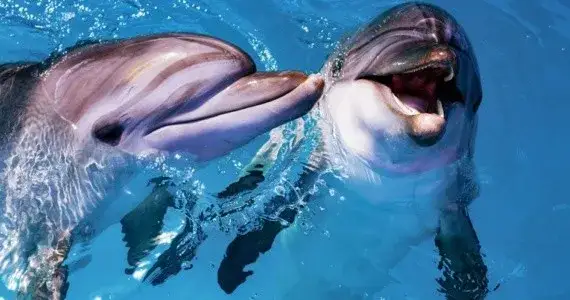 Zdjęcie Gdzie można pływać z delfinami w Europie - najlepsze miejsca i porady