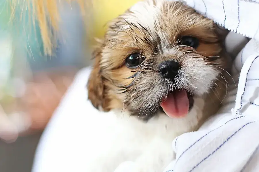 Zdjęcie Ile kosztuje szczeniak shih tzu? Ceny, które zaskoczą przyszłych właścicieli