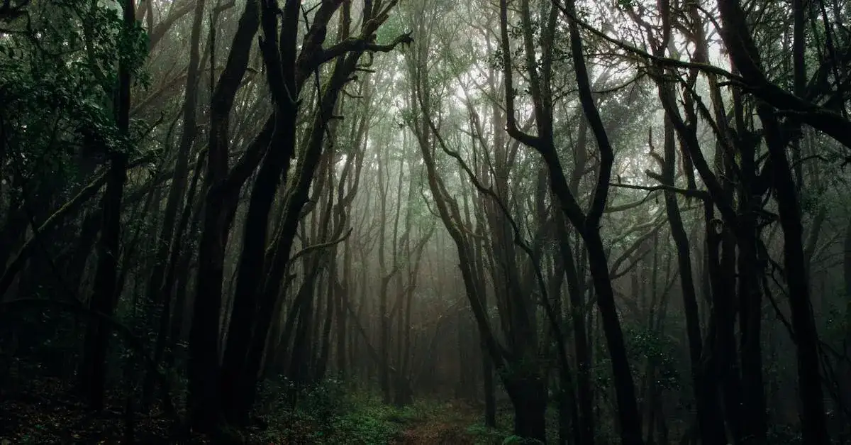 Zdjęcie Las w horrorach: Dlaczego tak nas przeraża?