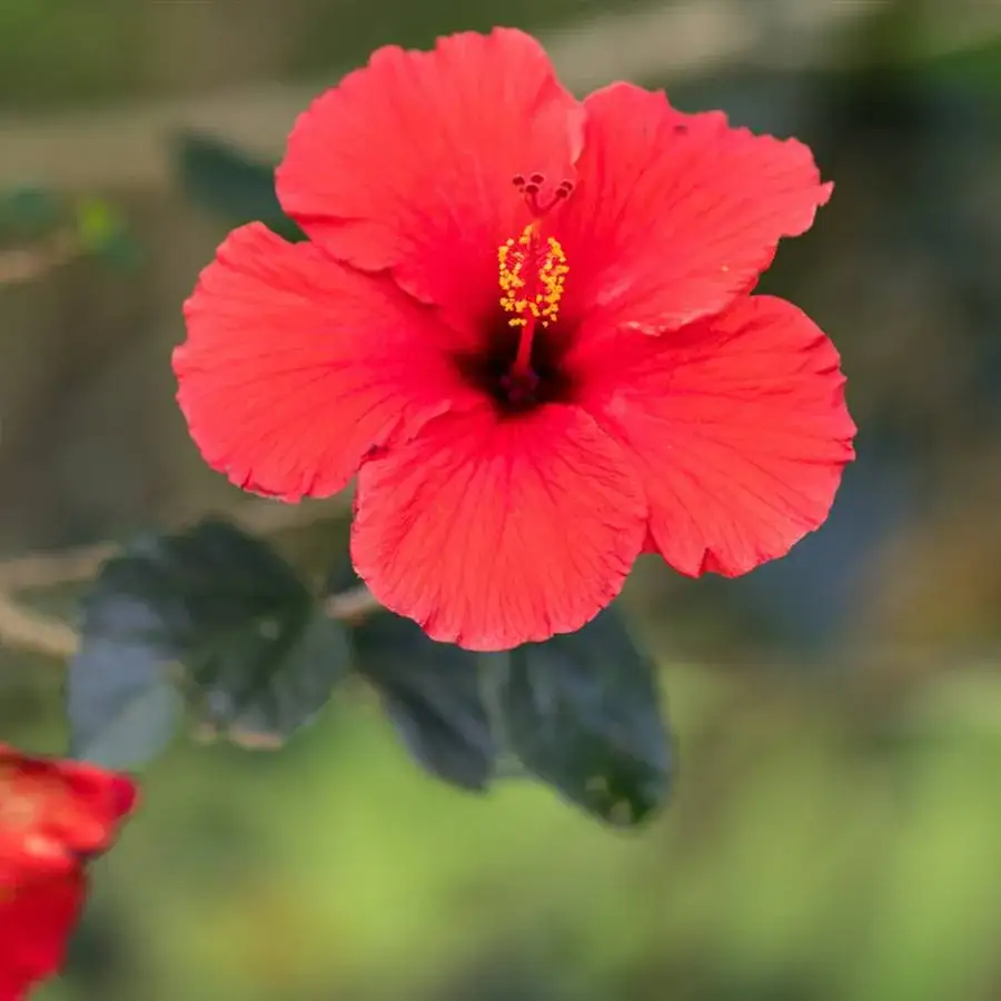 Zdjęcie ¿Hibisco árbol o arbusto? Entiende su clasificación y cuidados
