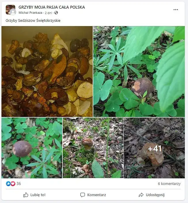 Zdjęcie Gdzie są grzyby w Świętokrzyskim? Odkryj najlepsze miejsca na grzyby