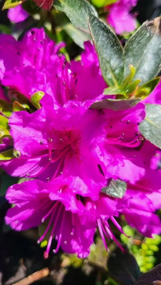 Zdjęcie Ile kwitnie azalia i jak sprawić, by kwitła dłużej?