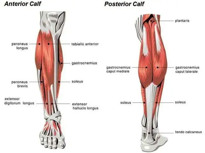 Zdjęcie ¿Dolor de pantorrilla? Conoce sus músculos y cómo fortalecerlos