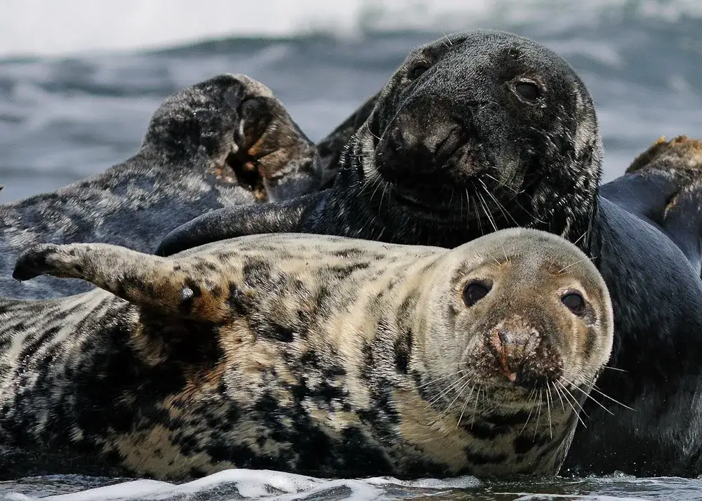 Zdjęcie Czy w Bałtyku są foki? Odkryj gatunki i ich ochronę w regionie