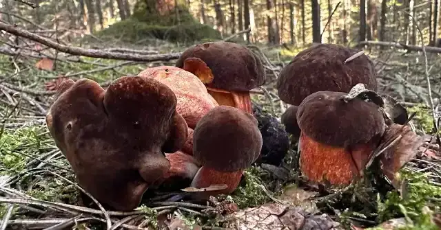 Zdjęcie Gdzie na grzyby z noclegiem? Odkryj najlepsze miejsca w Polsce