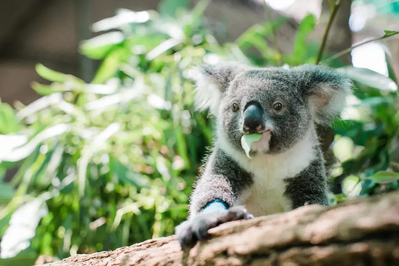 Zdjęcie Czy koale są zagrożone wyginięciem? Przyczyny, ochrona i przyszłość gatunku