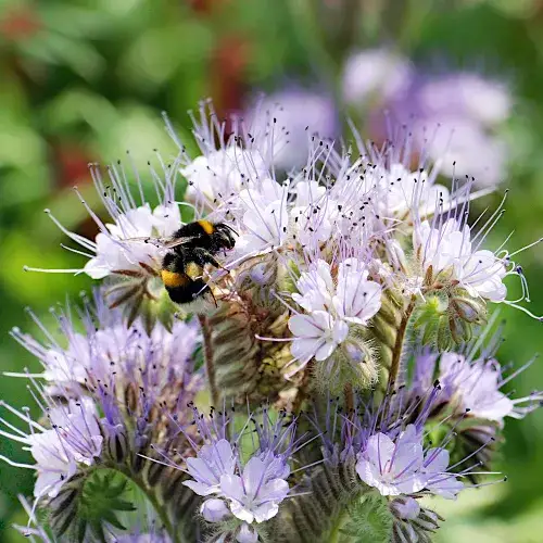 Zdjęcie Kiedy kwitnie facelia? Kluczowe informacje dla ogrodników