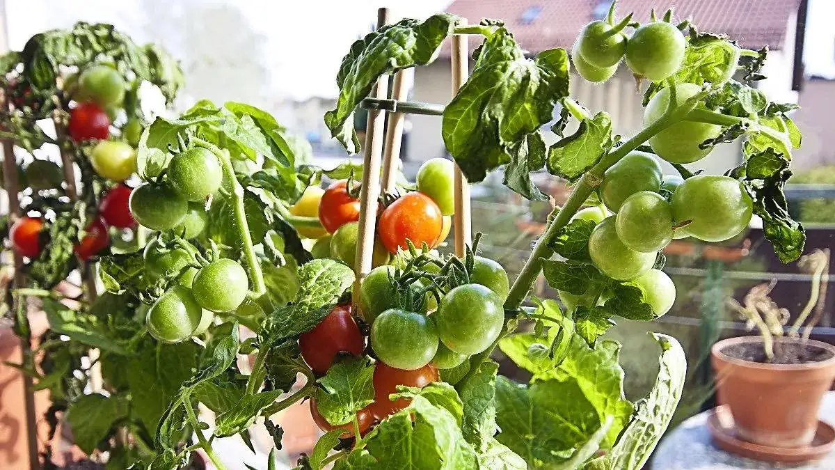 Zdjęcie Jak uprawiać pomidory na balkonie: proste sposoby na sukces