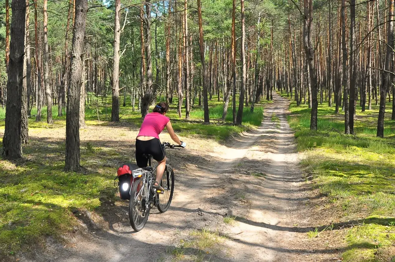 Kobieta na rowerze przemierza malowniczy nadwarciański szlak rowerowy przez sosnowy las.