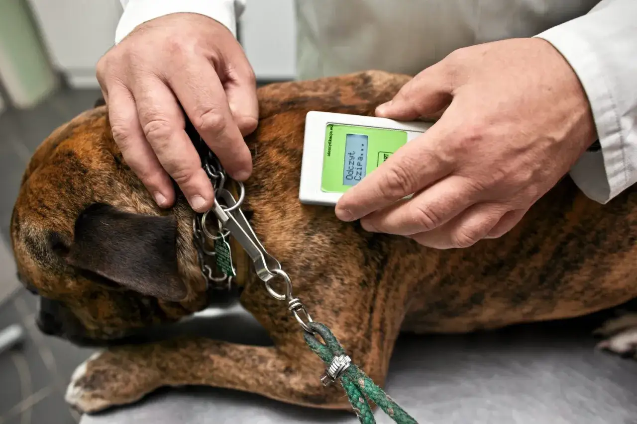 Weterynarz odczytuje chip psa. Czy rejestracja chipa psa jest płatna? To pytanie nurtuje wielu właścicieli czworonogów.