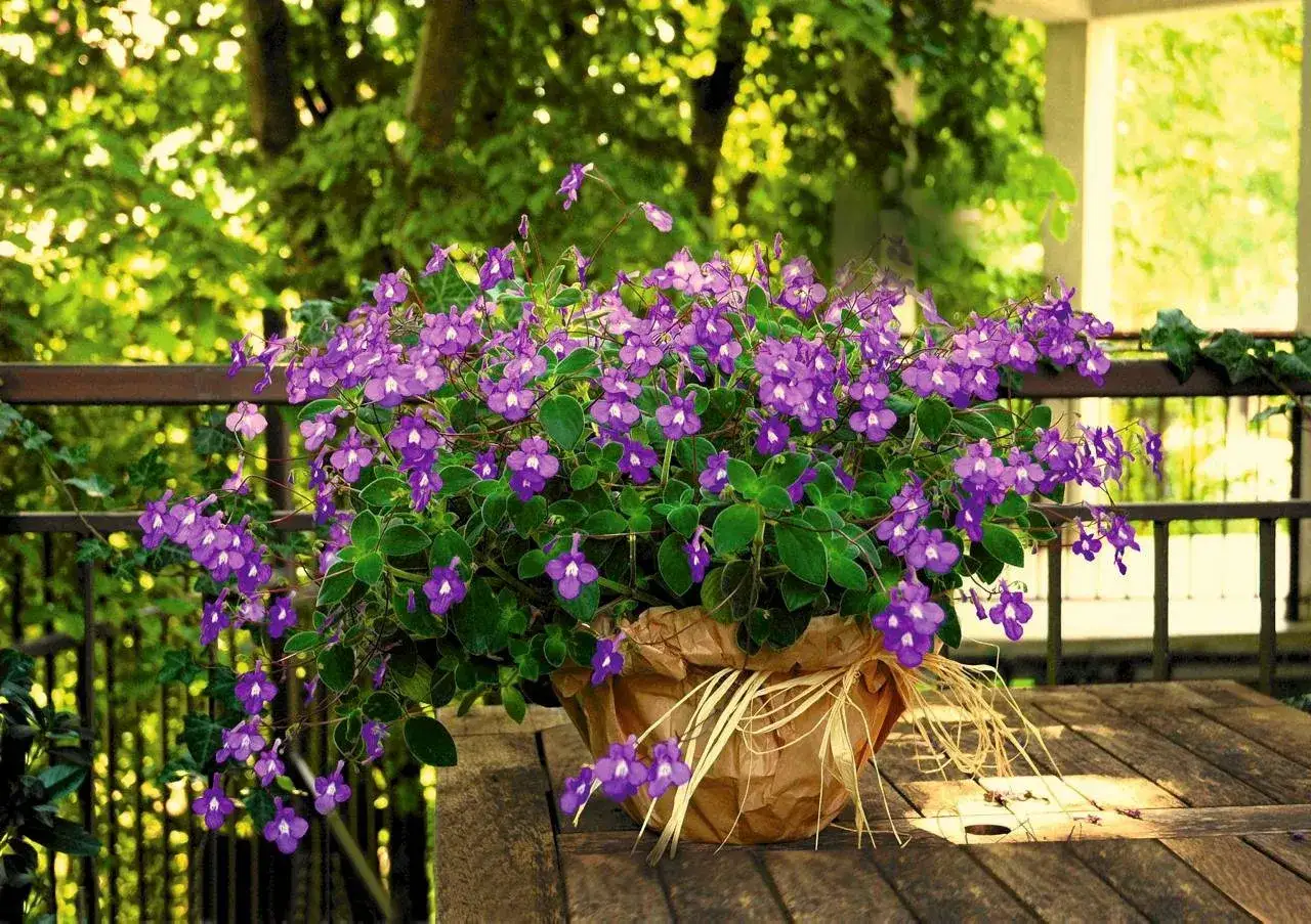 Inspiracje zielony taras p&oacute;łnocny zacieniony