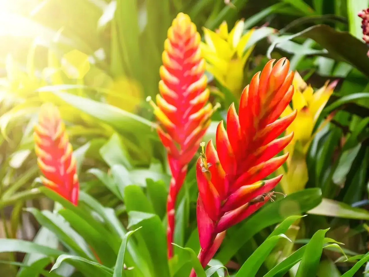 Kolorowe kwiaty bromelii, idealne do ogrodu. Dowiedz się, jak pielęgnować frizea, by cieszyć się ich pięknem.