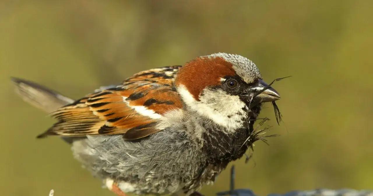 Wróbel zagrożenia drapieżniki