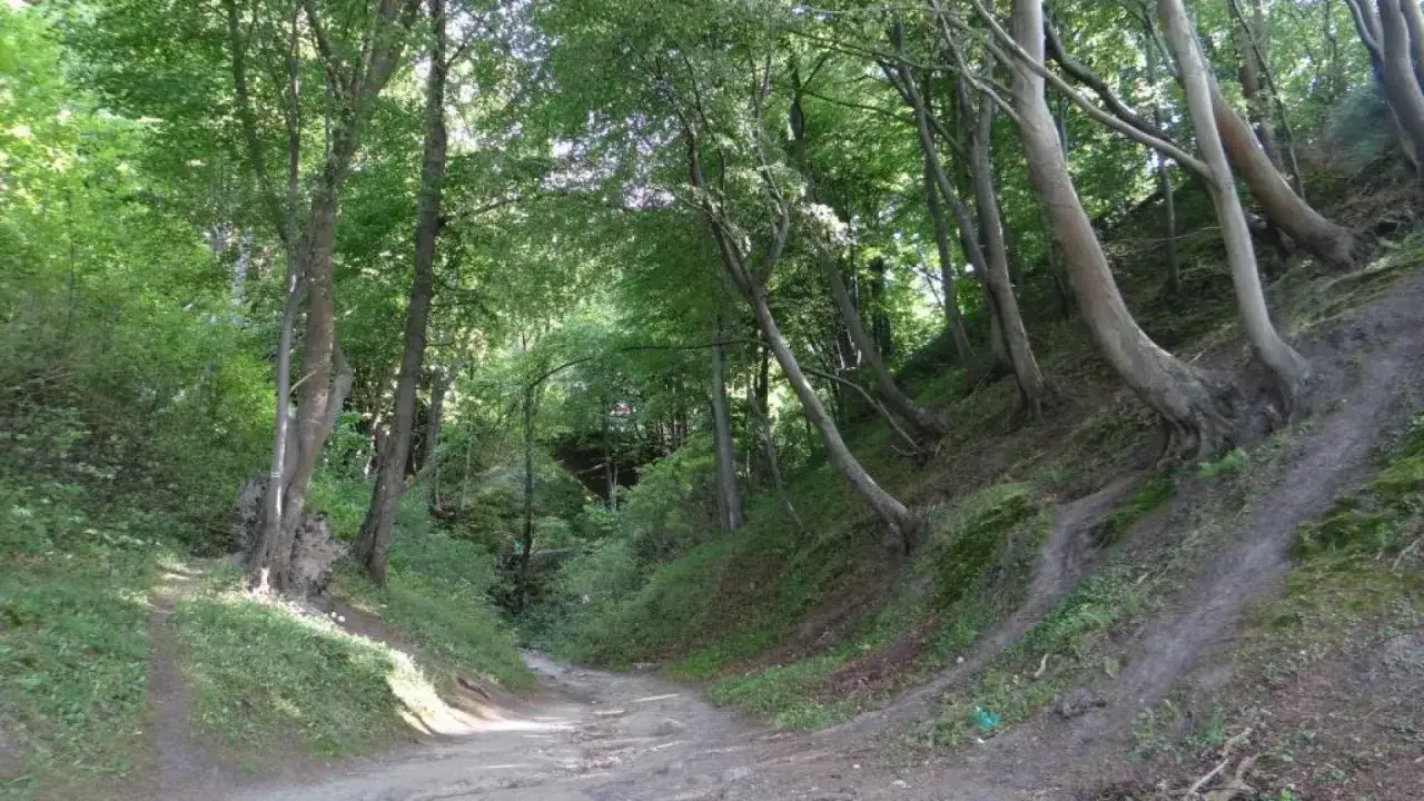 Lisi Jar Jastrzębia Góra buki