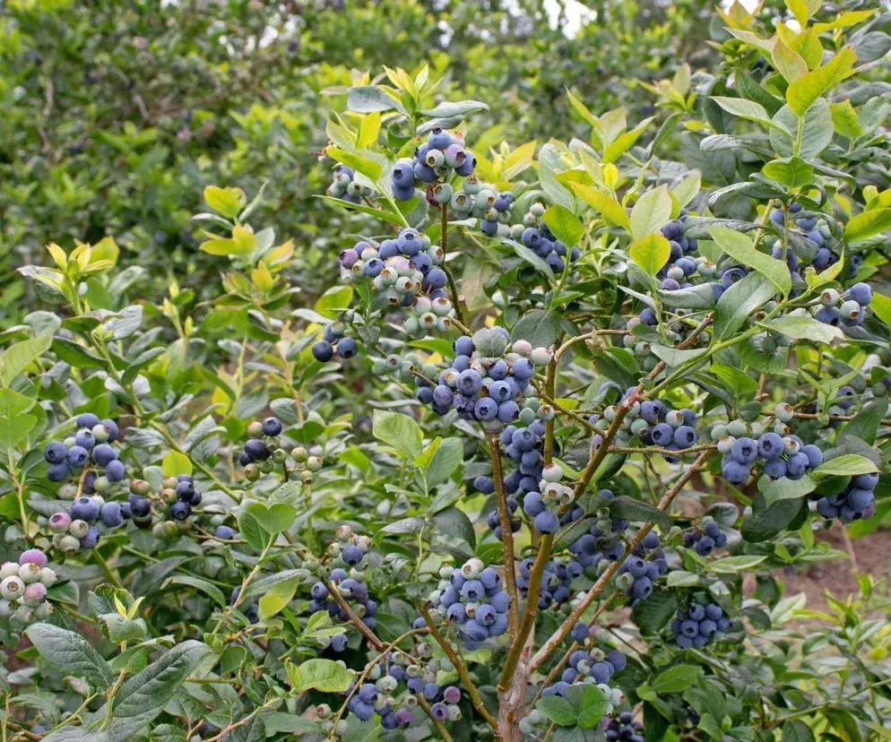 zdrowa bor&oacute;wka amerykańska w ogrodzie, towarzyszące rośliny