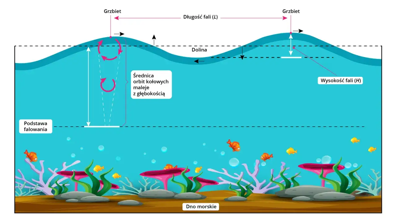 Ilustracja pokazuje, jak powstają fale na morzu, z zaznaczonym grzbietem, doliną, długością i wysokością fali. Widać też, jak maleje średnica orbit kołowych z głębokością.