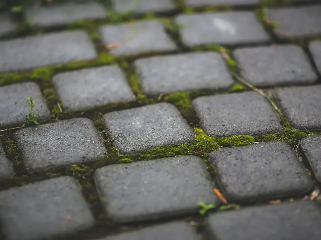 Szara kostka brukowa z zielonym mchem między fugami. Czas na czyszczenie kostki brukowej z mchu, by odzyskała dawny blask.