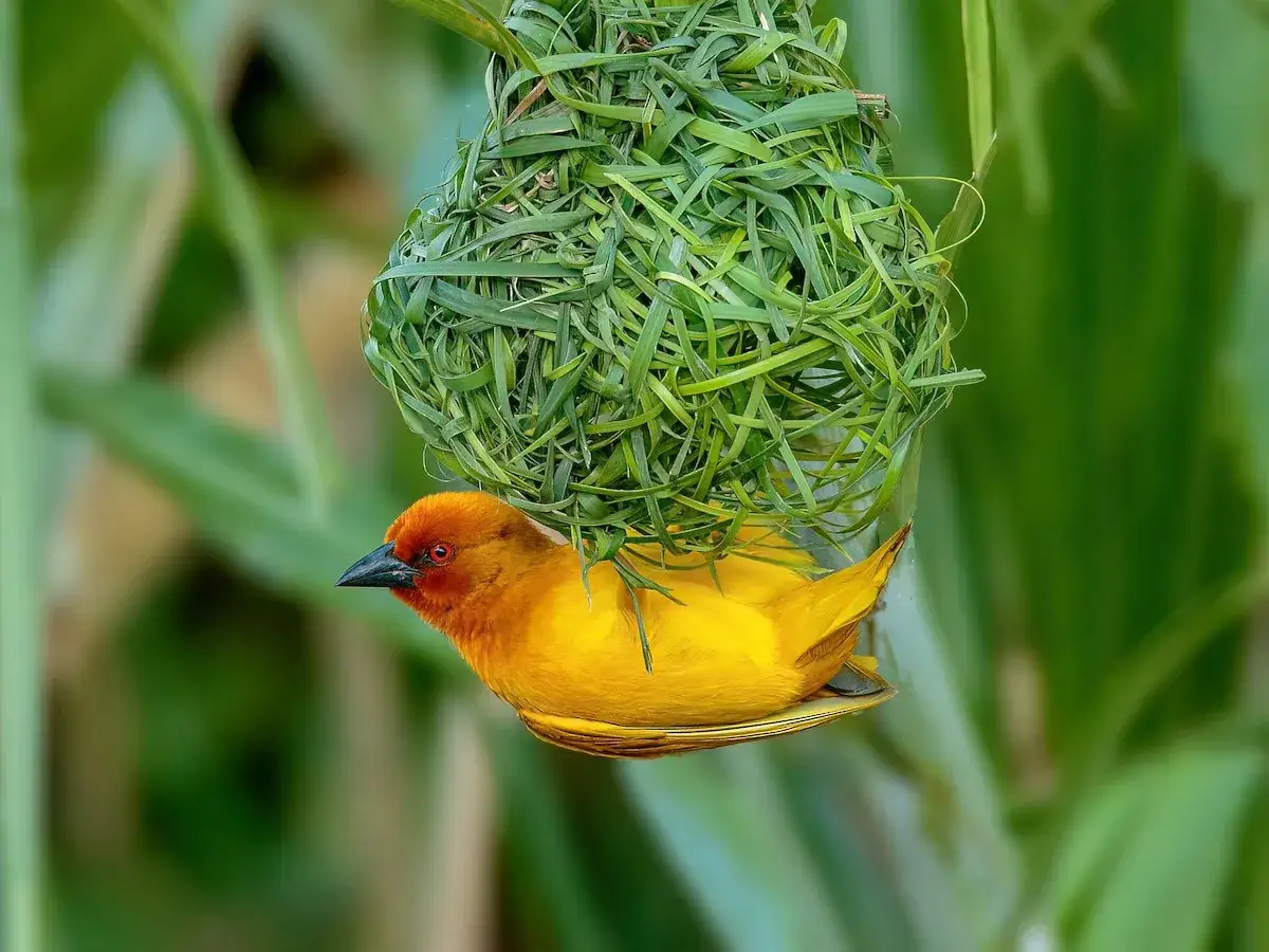 Jasnoż&oacute;łty wikłacz ptak z rudą głową wisi pod swoim misternie utkanym z trawy gniazdem.
