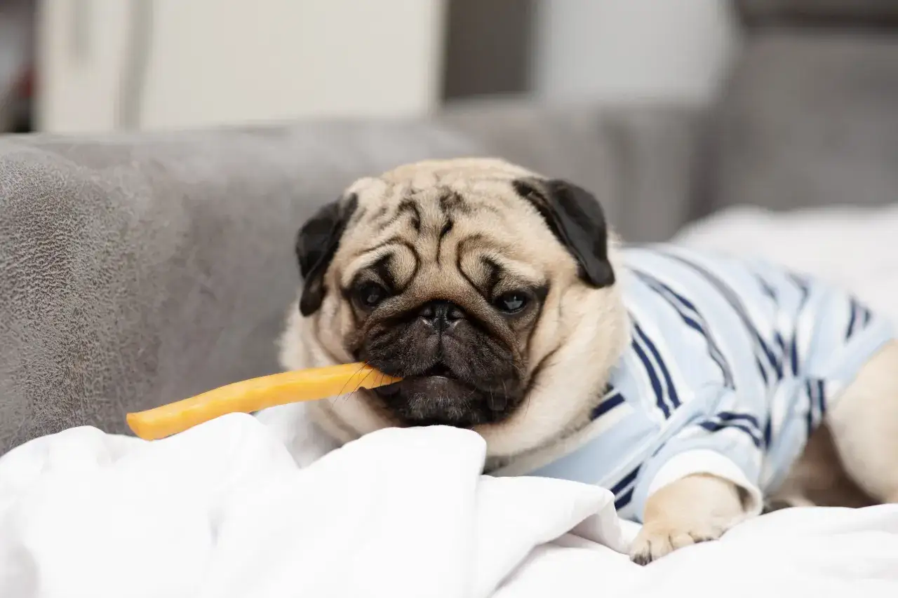 Pies patrzy na frytki z ciekawości