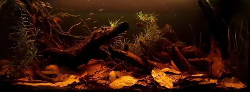 Akwarium biotopowe czarne wody z korzeniami