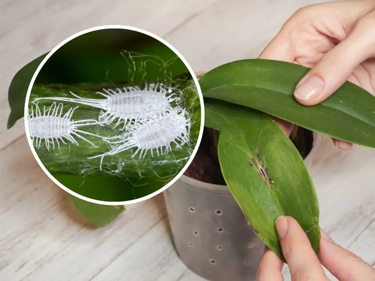 Widok z bliska na wełnowce żerujące na łodydze rośliny. Dowiedz się, jak się pozbyć wełnowca z orchidei.