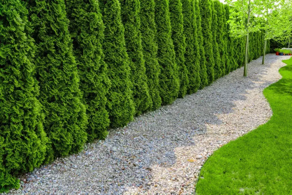 tuje szmaragd rozstaw żywopłot por&oacute;wnanie