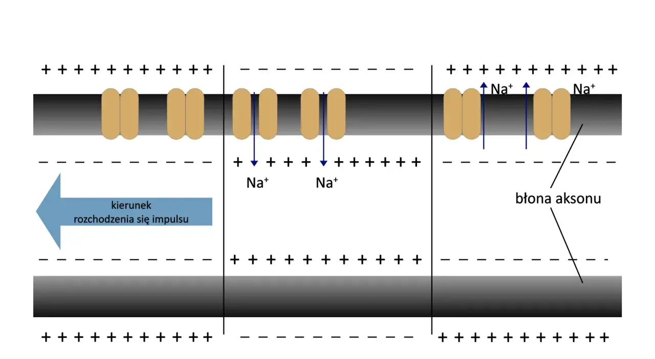 potencjał spoczynkowy i czynnościowy schemat