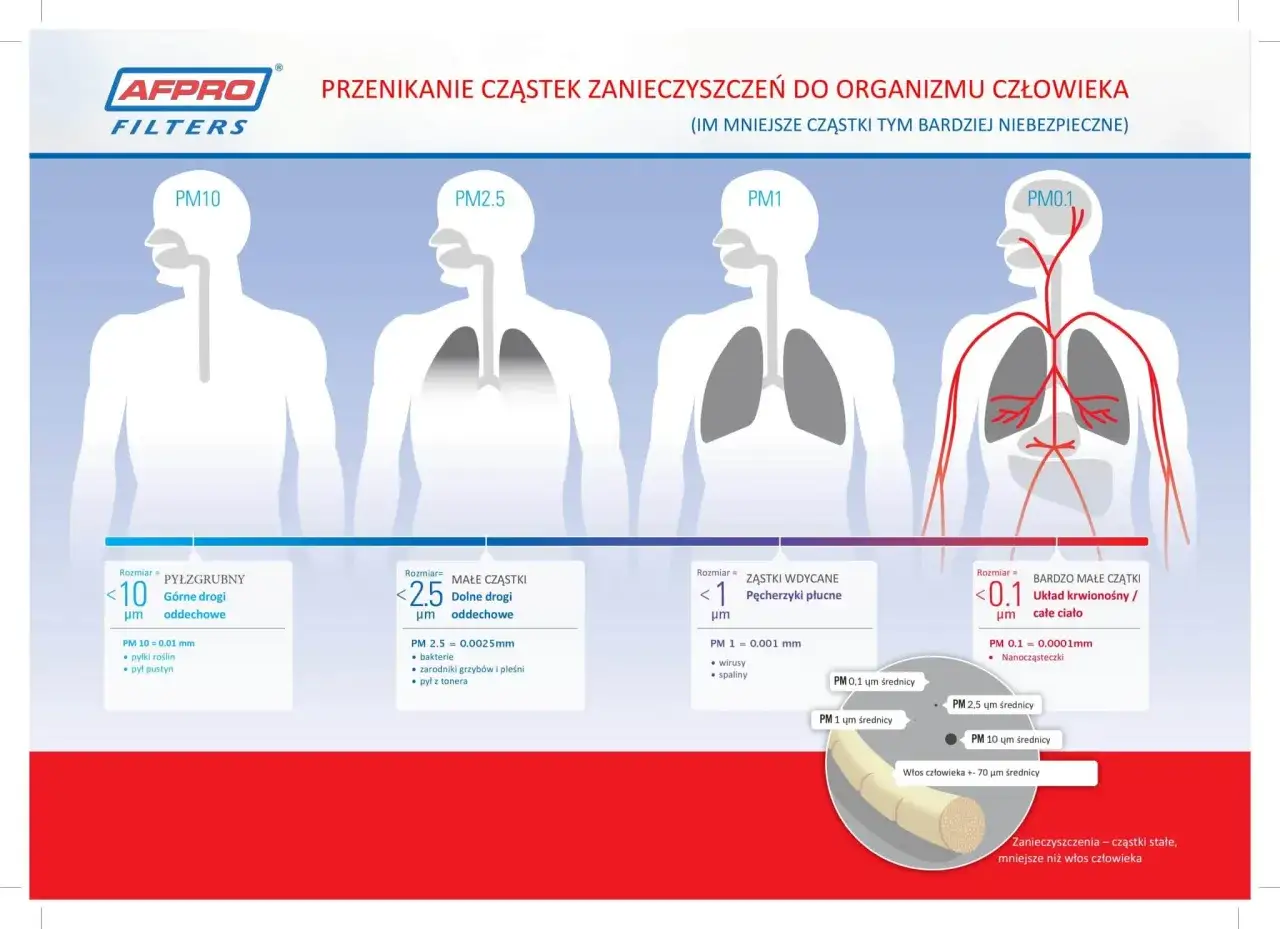 PM2.5 co to? Ilustracja pokazuje, jak cząstki zanieczyszczeń o różnej wielkości (PM10, PM2.5, PM1, PM0.1) przenikają do organizmu człowieka, od górnych dróg oddechowych po układ krwionośny.