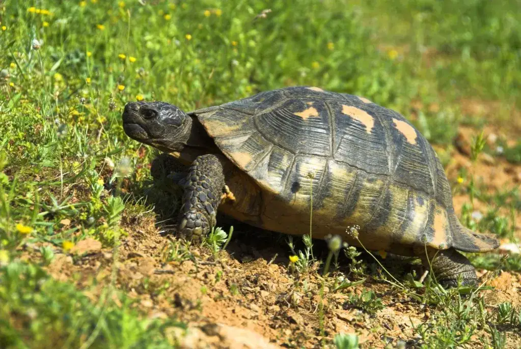 ż&oacute;łw stepowy grecki obrzeżony