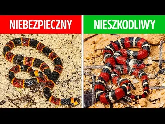 wąż koralowy vs wąż mleczny porównanie