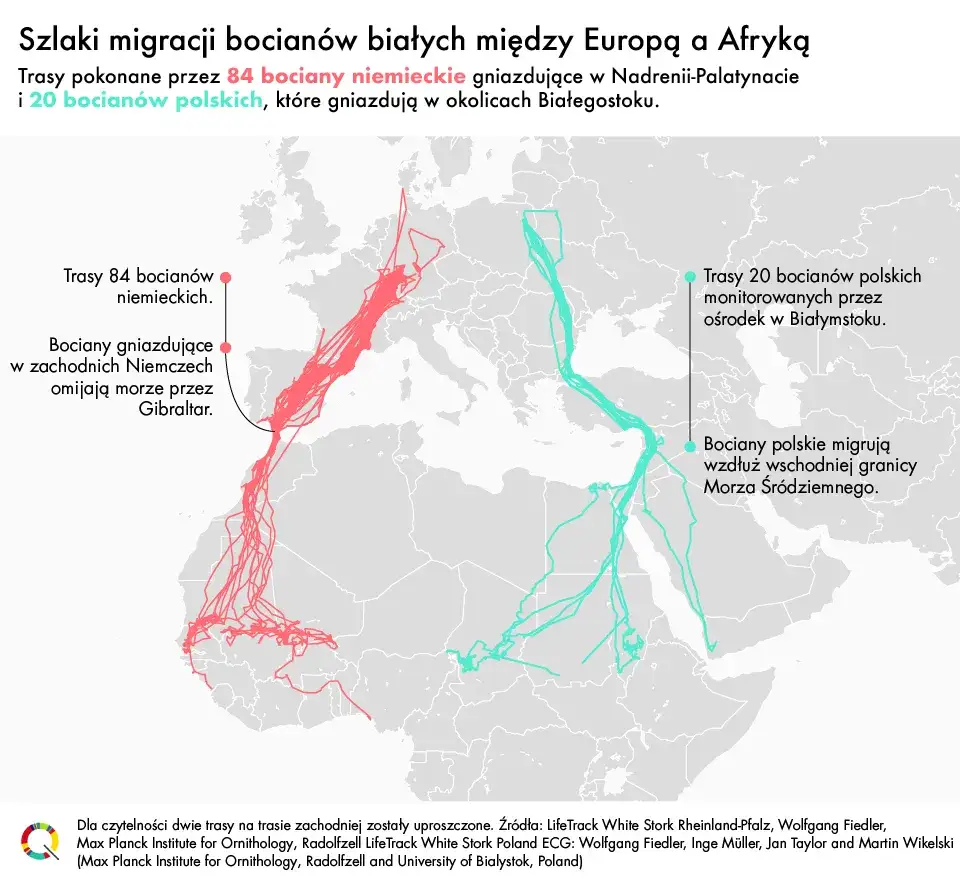 mapa trasy migracji bocian&oacute;w z Polski do Afryki