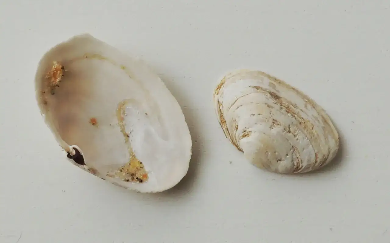 r&oacute;żne muszle bałtyckie na plaży identyfikacja