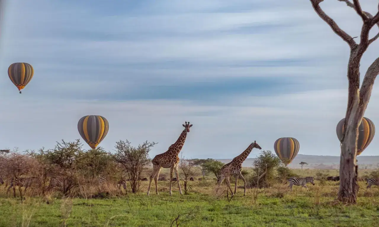 Balony unoszą się nad sawanną Kenii i Tanzanii, gdzie żyrafy i zebry pasą się wśród drzew.