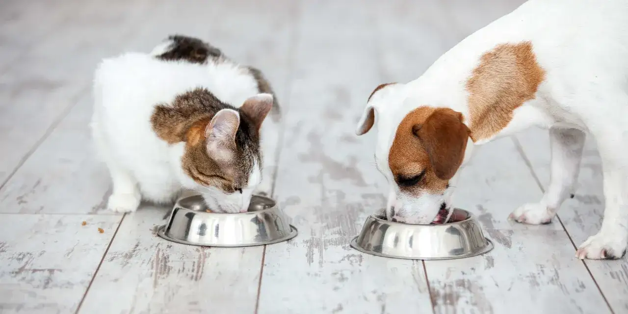 Pies podjadający kocią karmę