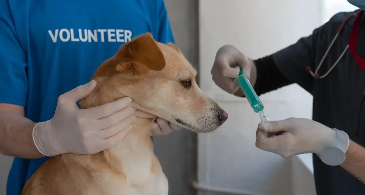 Wolontariusz podaje psu zastrzyk. To skuteczne co na kleszcze dla psa, chroni go przed chorobami.