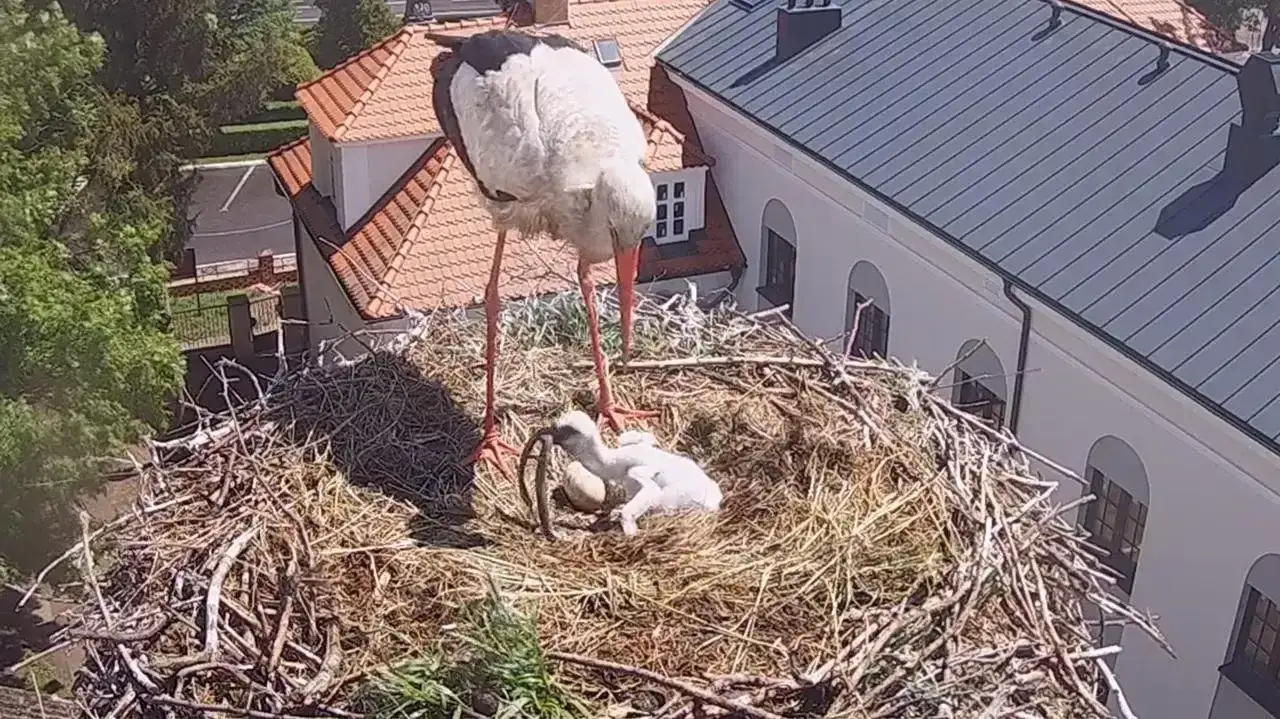 Bocian karmiący pisklęta w gnieździe