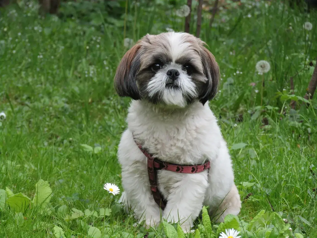 Uroczy szczeniak shih tzu w czerwonej obroży siedzi na trawie. To idealny moment, by zacząć naukę, jak wychować szczeniaka shih tzu.