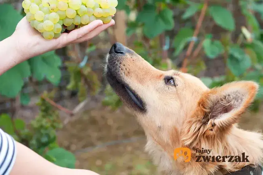 Winogrona i rodzynki toksyczne dla psa