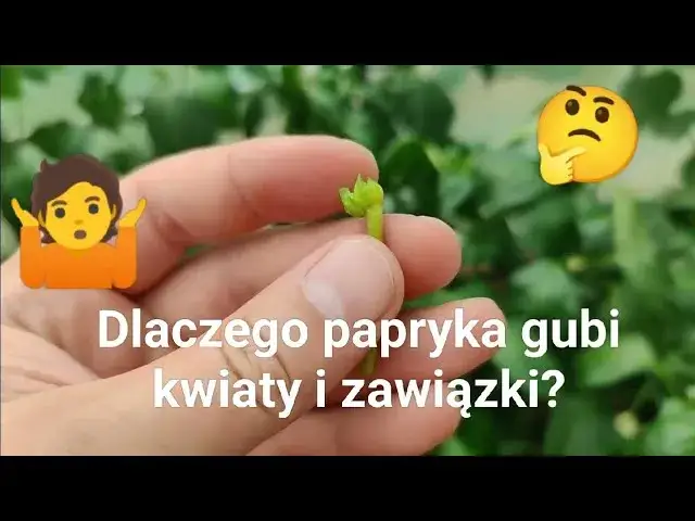 papryka gubi kwiaty problem